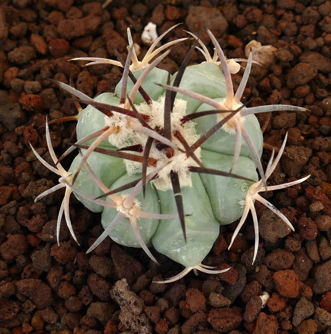 Echinocactus horizonthalonius piccolo cactus succulento con costolature spesse e spine lunghe e curve