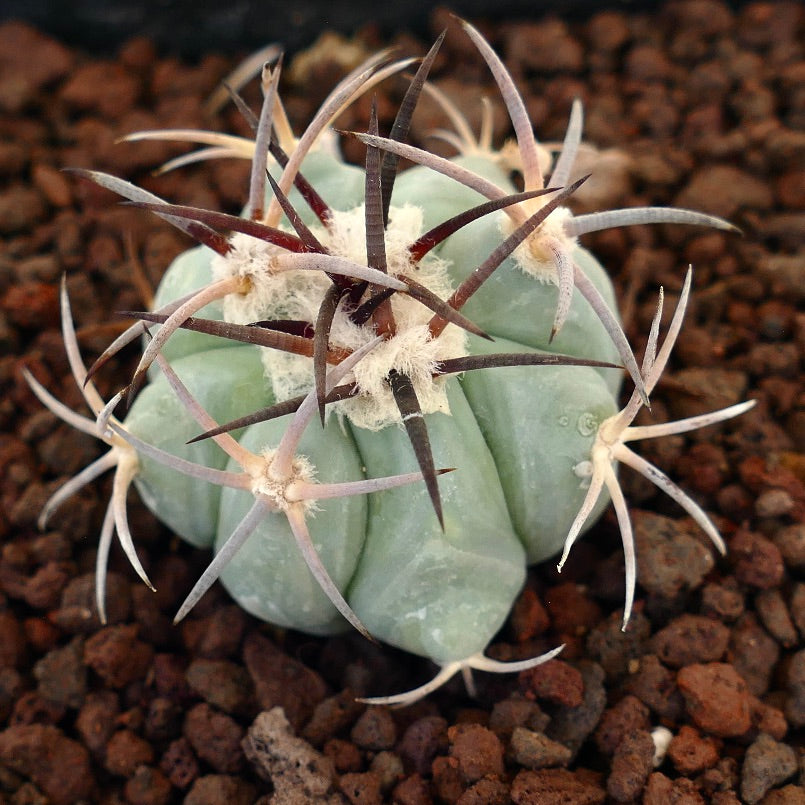 Echinocactus horizonthalonius cactus succulento con costolature spesse e spine lunghe e scure su terreno roccioso