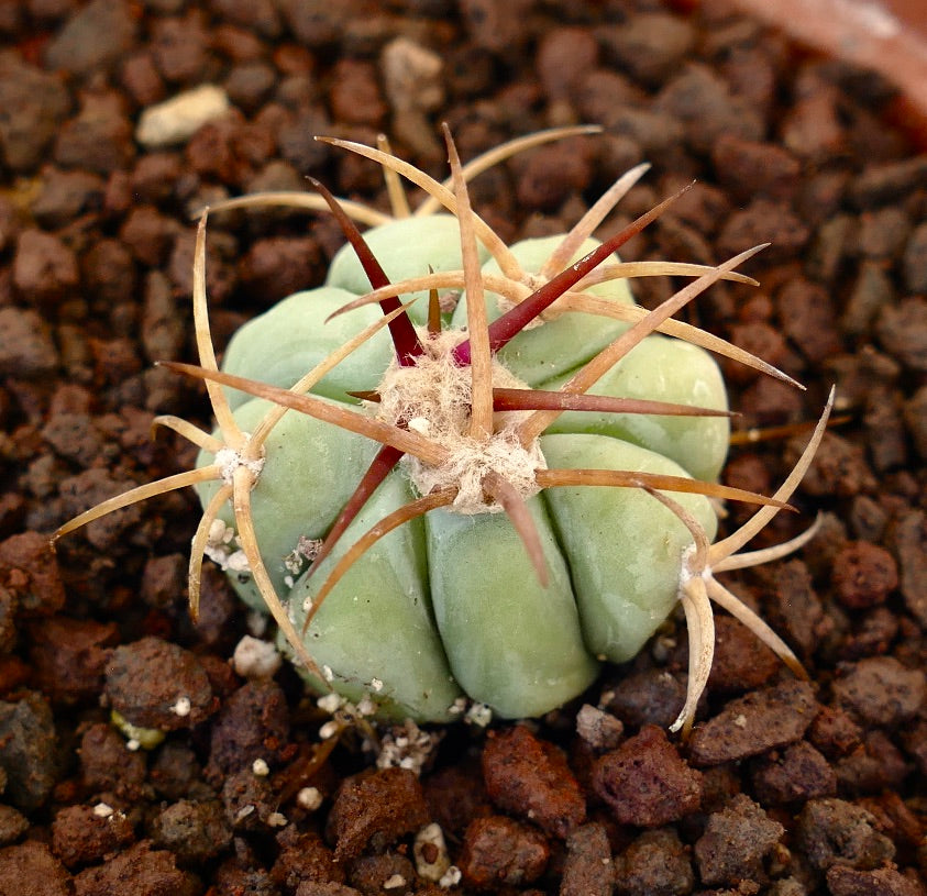 Echinocactus horizonthalonius piccolo cactus rotondo con costole verdi spesse e spine lunghe rossastre