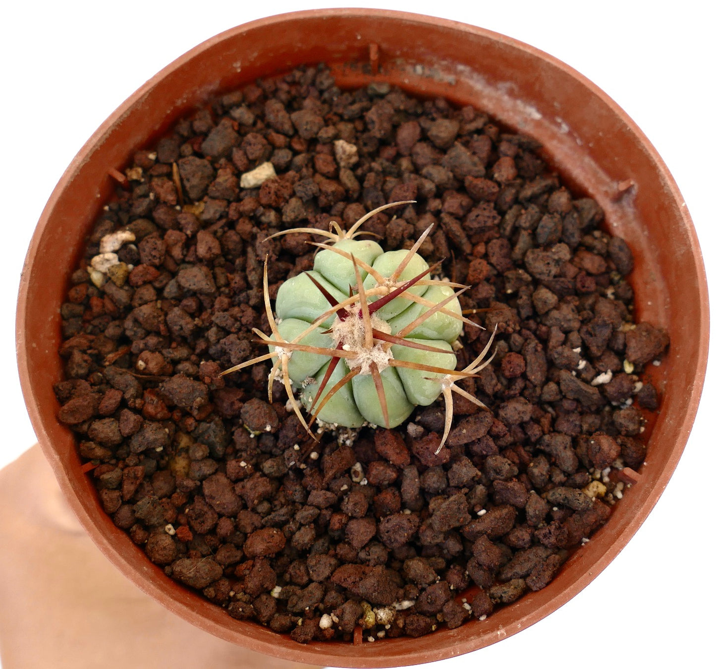 Echinocactus horizonthalonius piccolo cactus succulento con spine spesse in vaso di terracotta