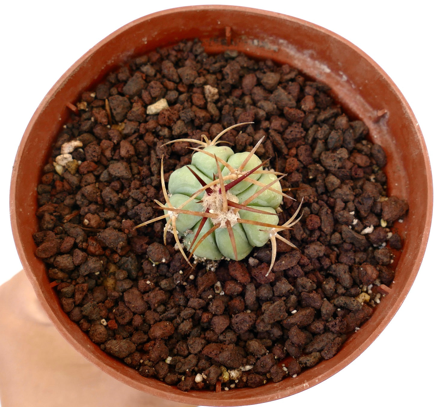 Echinocactus horizonthalonius piccolo cactus succulento con spine spesse in vaso di terracotta