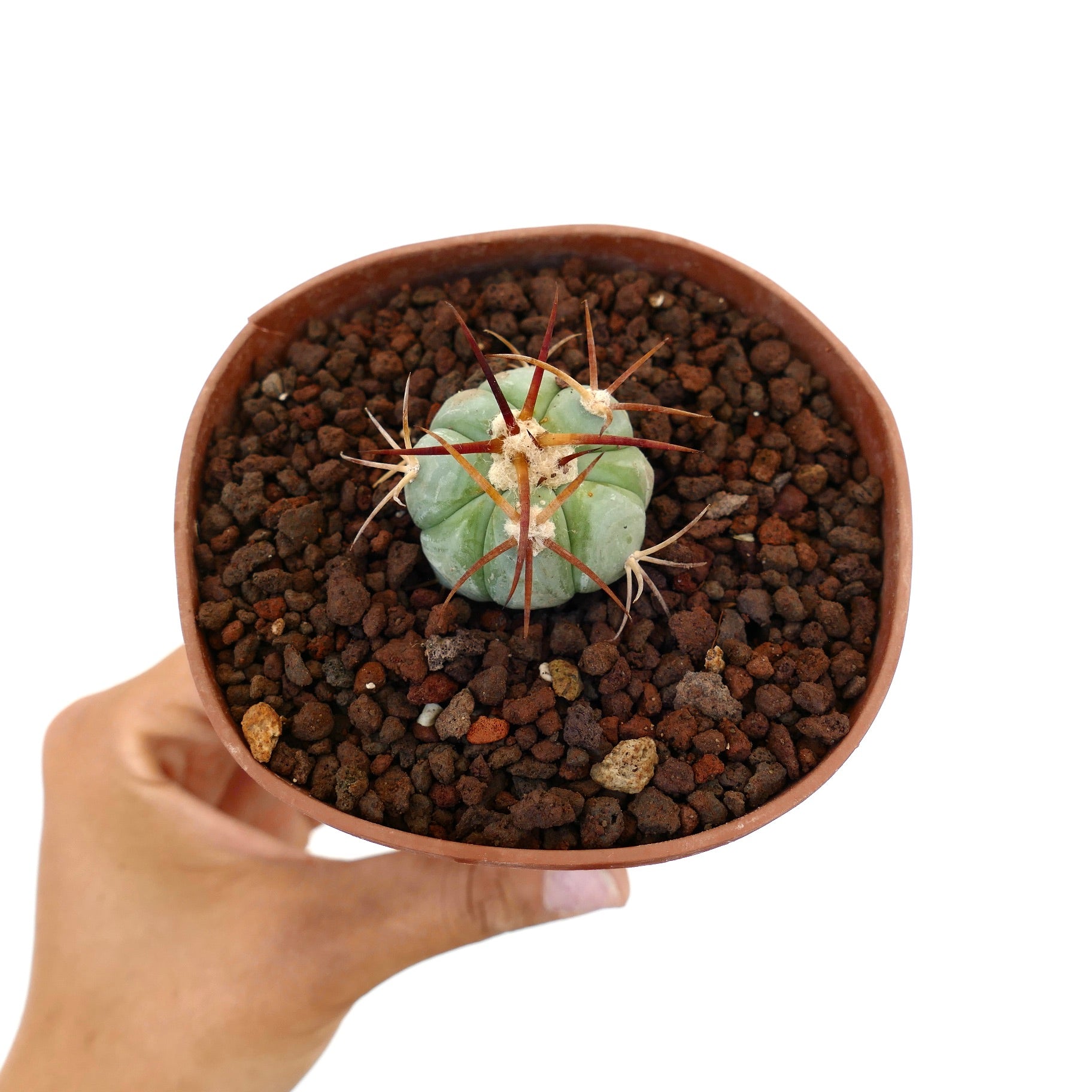 Echinocactus horizonthalonius piccolo cactus succulento rotondo con lunghe spine rossastre in vaso