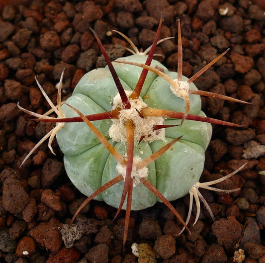 Echinocactus horizonthalonius piccolo cactus rotondo con costole spesse e spine lunghe rossastre