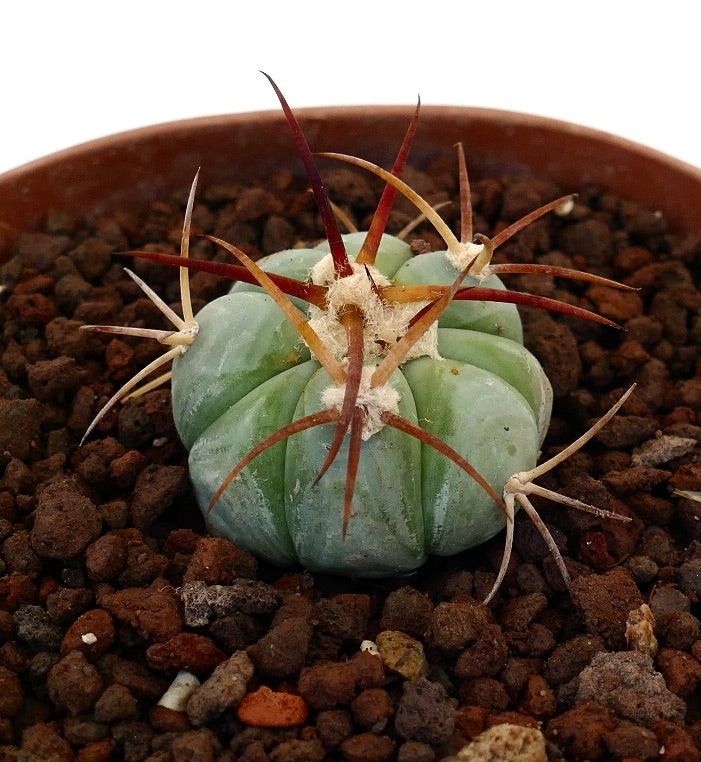 Echinocactus horizonthalonius piccolo cactus rotondo con costolature spesse e spine lunghe rossastre nel terreno