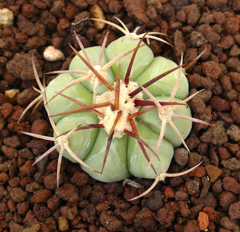 Echinocactus horizonthalonius liten rund kaktus med tykke ribber og lange rødaktige pigger