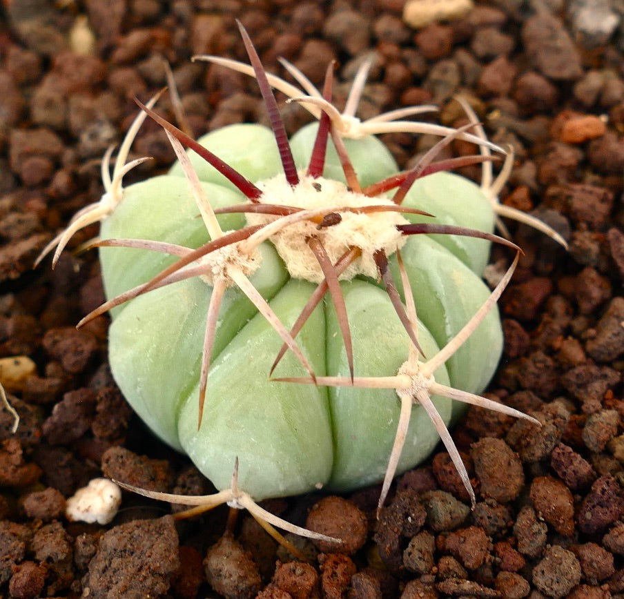 Echinocactus horizonthalonius sukkulent kaktus med blek grønn kropp og lange rødlige pigger