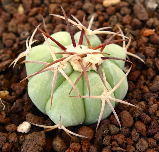 Echinocactus horizonthalonius cactus succulent avec un corps vert pâle et de longues épines rougeâtres