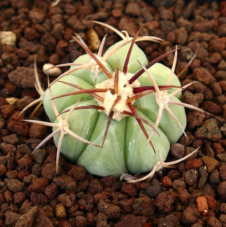 Echinocactus horizonthalonius saftig kaktus med tykke ribber og lange rødaktige pigger på steinete jord
