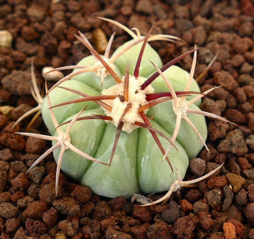 Echinocactus horizonthalonius saftig kaktus med tykke ribber og lange rødbrune pigger på steinete jord
