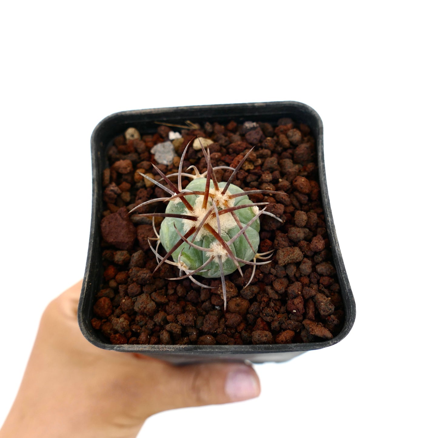 Echinocactus horizonthalonius piccolo cactus succulento con spine lunghe marroni in vaso nero