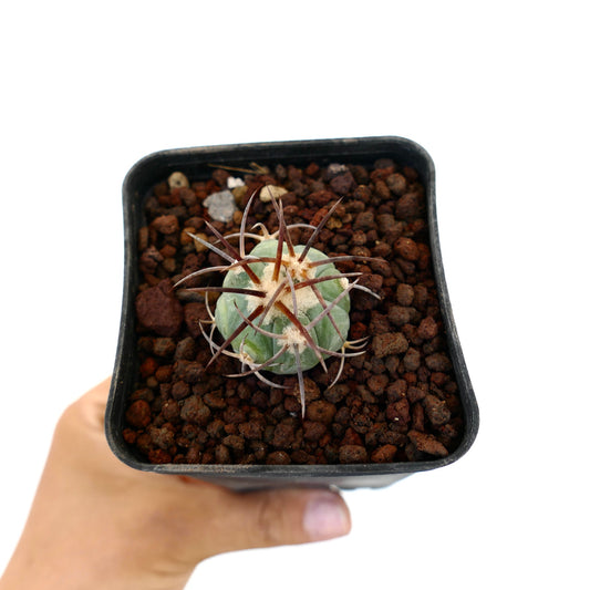 Echinocactus horizonthalonius piccolo cactus succulento con spine lunghe marroni in vaso nero