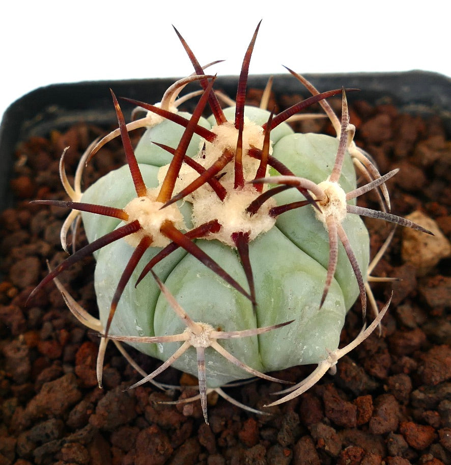 Echinocactus horizonthalonius liten saftig kaktus med tykke ribber og lange rødaktige pigger