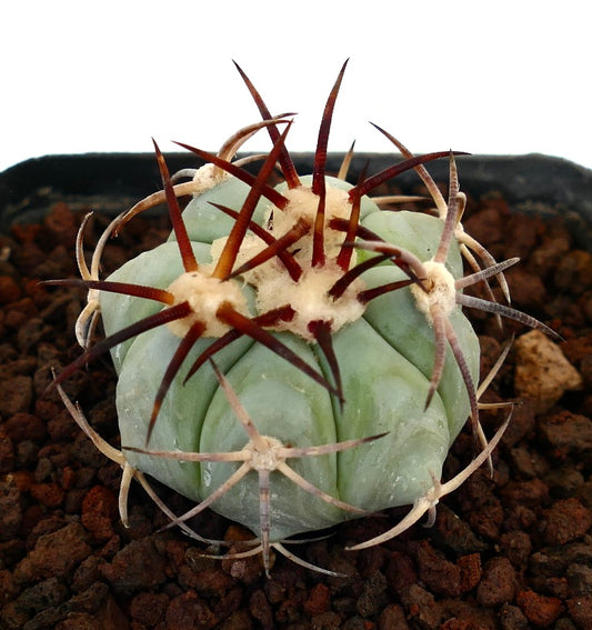 Echinocactus horizonthalonius cactus succulent avec un corps vert épais et de longues épines rougeâtres