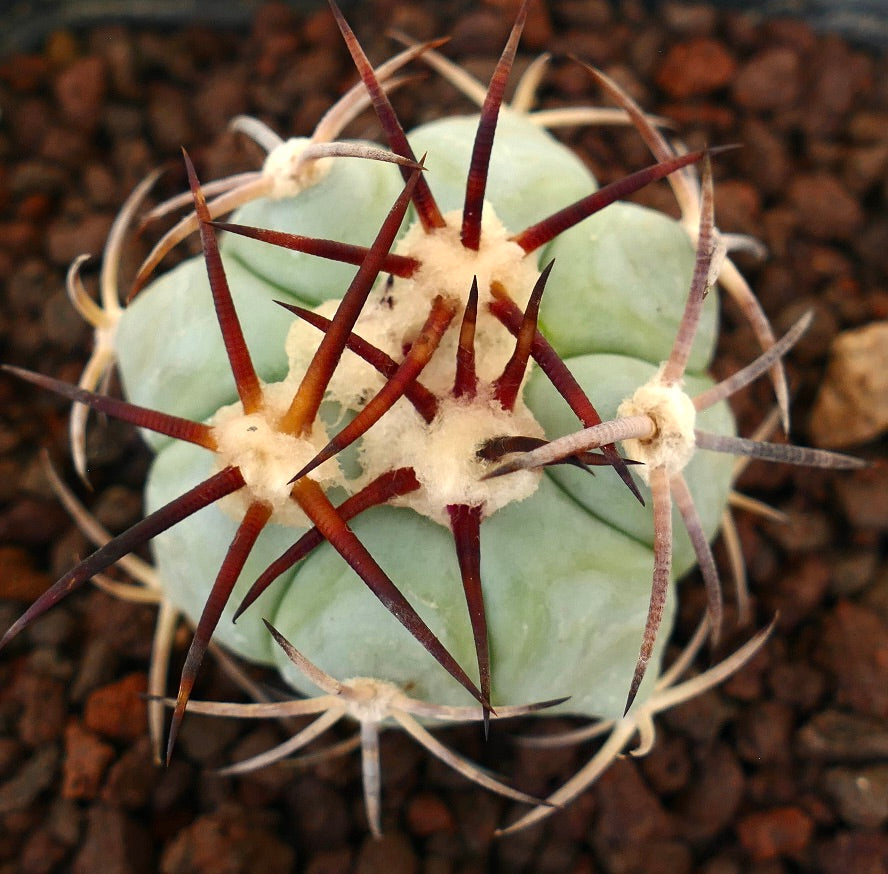 Echinocactus horizonthalonius sukkulent kaktus med tykke pigger og blek grønn, avrundet kropp