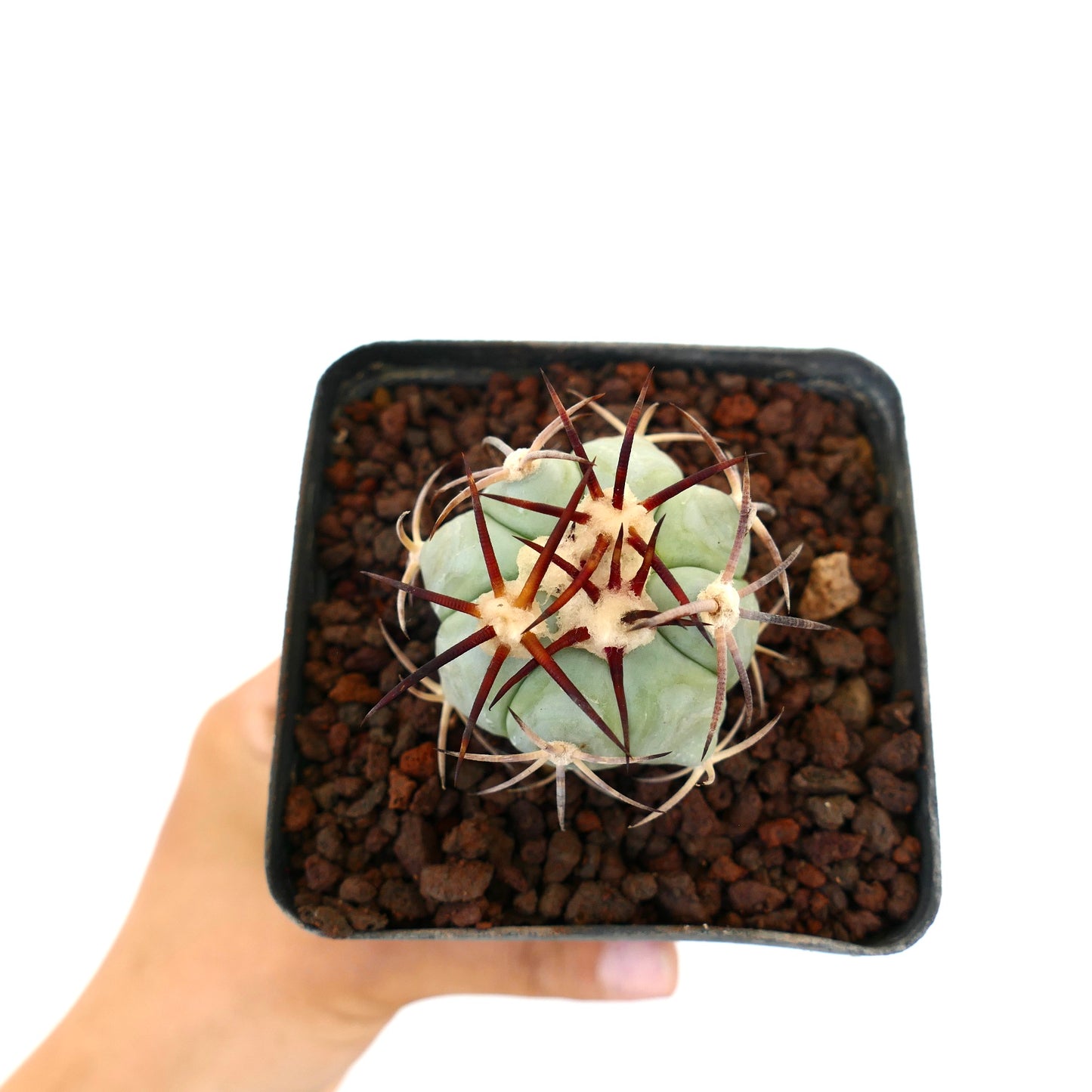 Echinocactus horizonthalonius liten sukkulent kaktus med tykke røde torner og blek grønn kropp