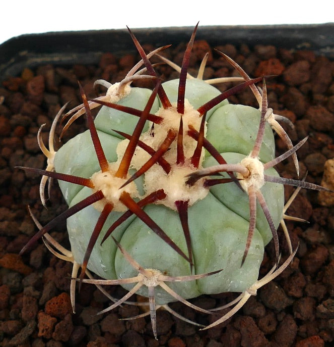 Echinocactus horizonthalonius sukkulent kaktus med tykke ribber og lange rødaktige pigger