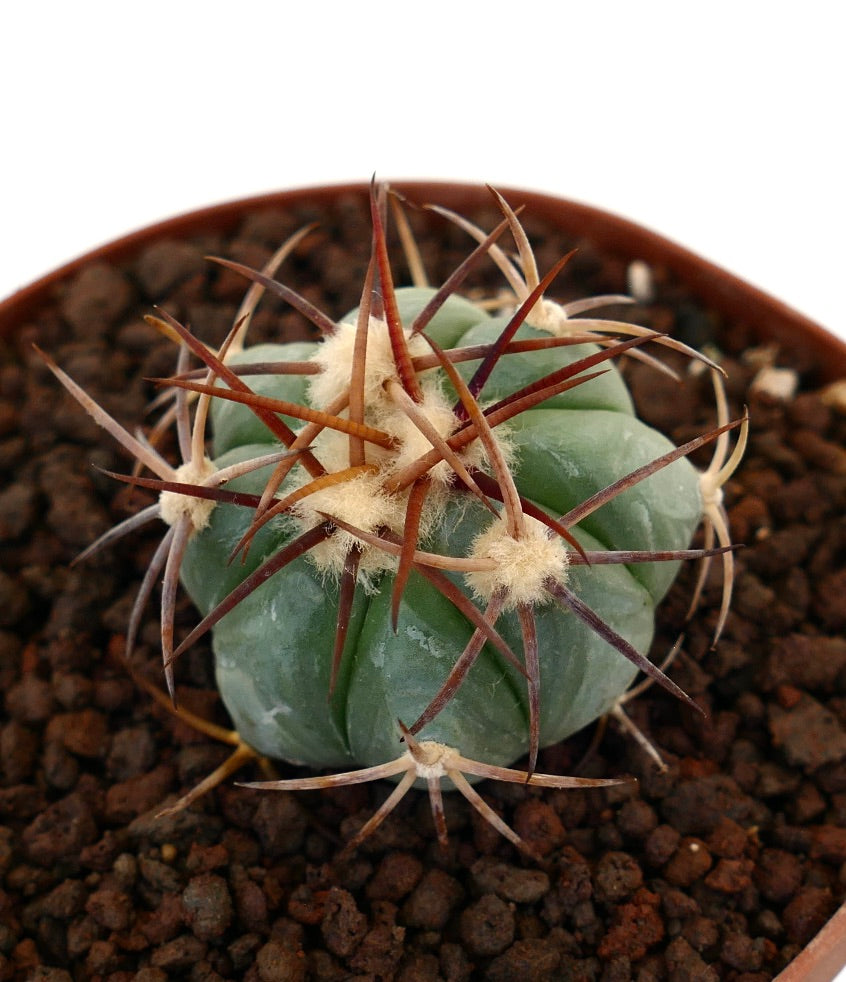 Echinocactus horizonthalonius piccolo cactus tondeggiante con spine spesse e areole lanose