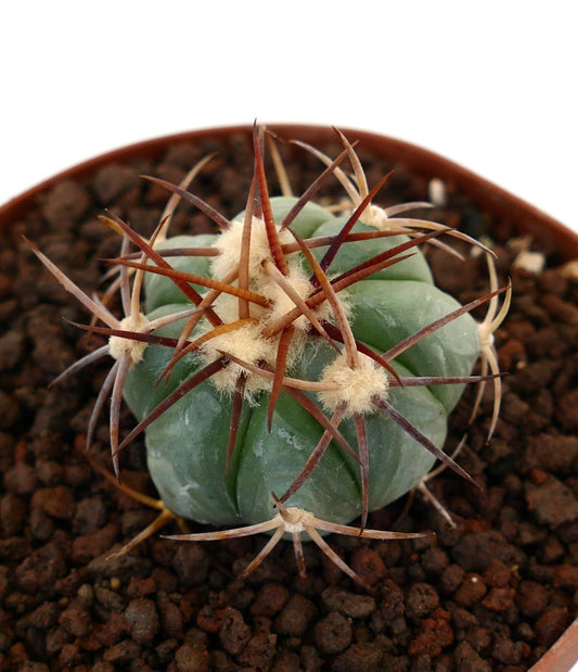 Echinocactus horizonthalonius piccolo cactus tondeggiante con spine spesse e areole lanose