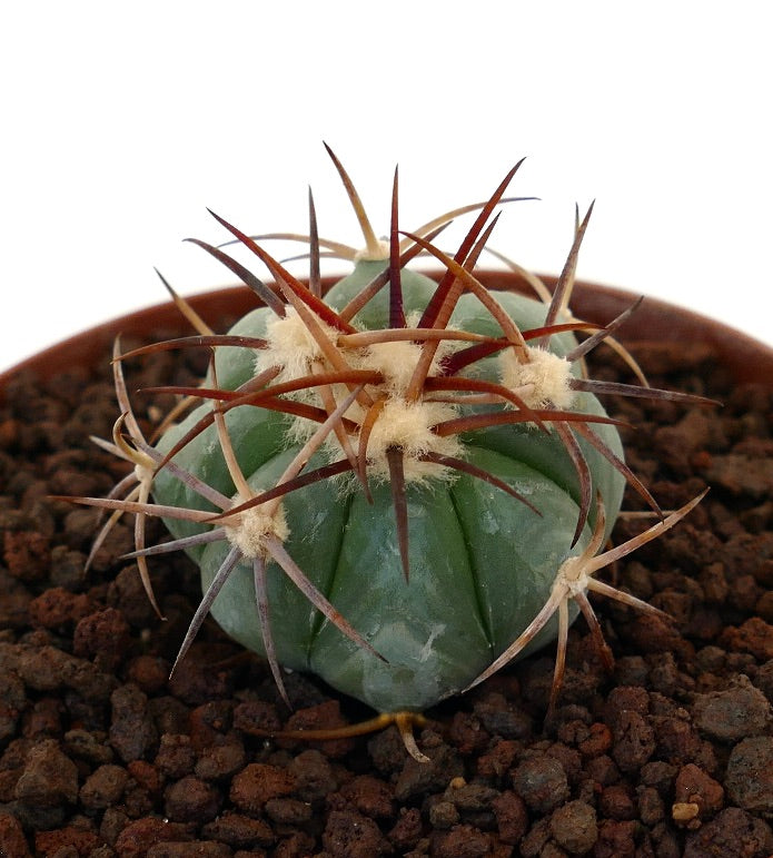 Echinocactus horizonthalonius piccolo cactus succulento con spine marroni prominenti e coste arrotondate