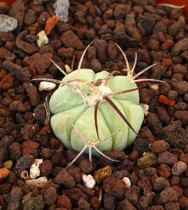 Echinocactus horizonthalonius piccolo cactus succulento con corpo verde pallido e lunghe spine curve