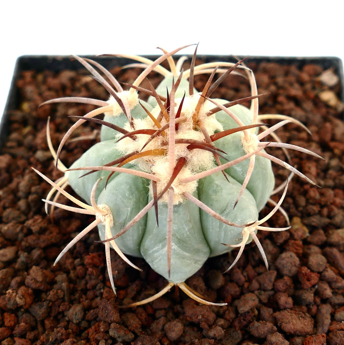 Echinocactus horizonthalonius | Botanical Archive