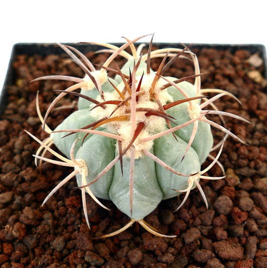 Echinocactus horizonthalonius, cactus succulento con costolature spesse e spine lunghe, curve e marroni nel terreno