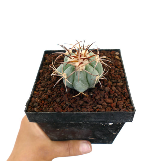 Echinocactus horizonthalonius piccolo cactus succulento con spine curve in vaso nero