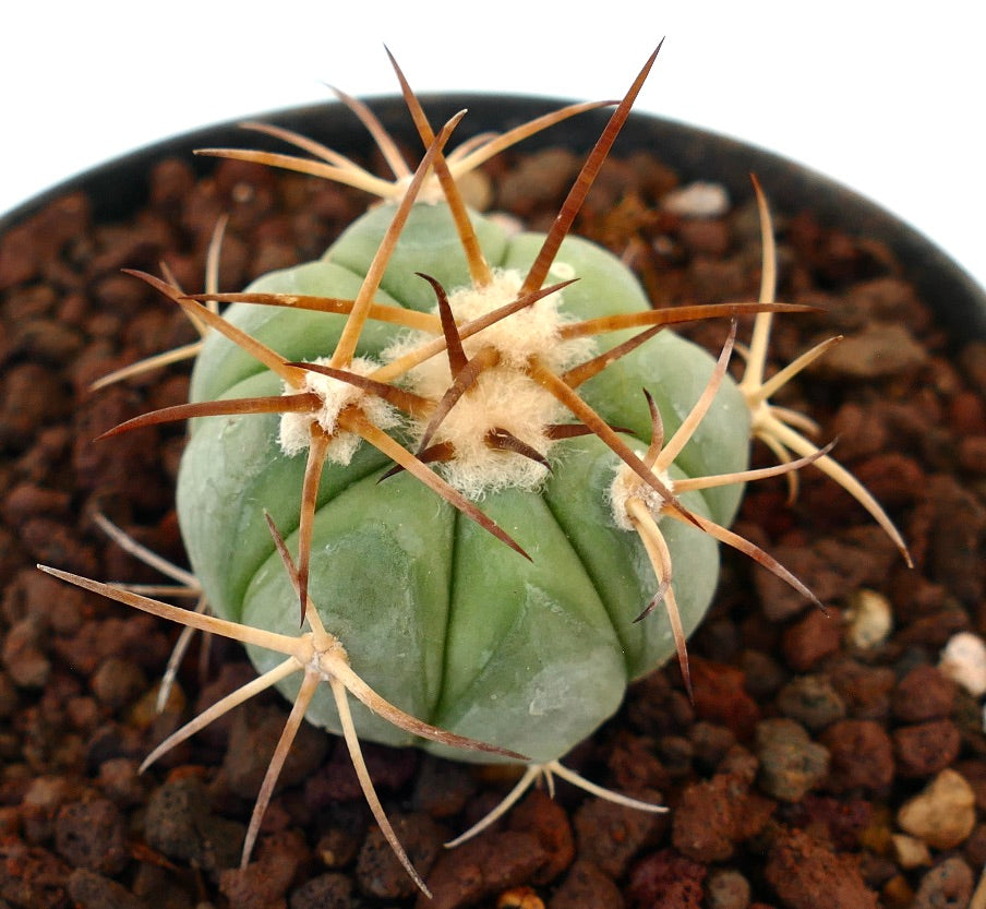 Echinocactus horizonthalonius piccolo cactus succulento con spine spesse e areole lanose