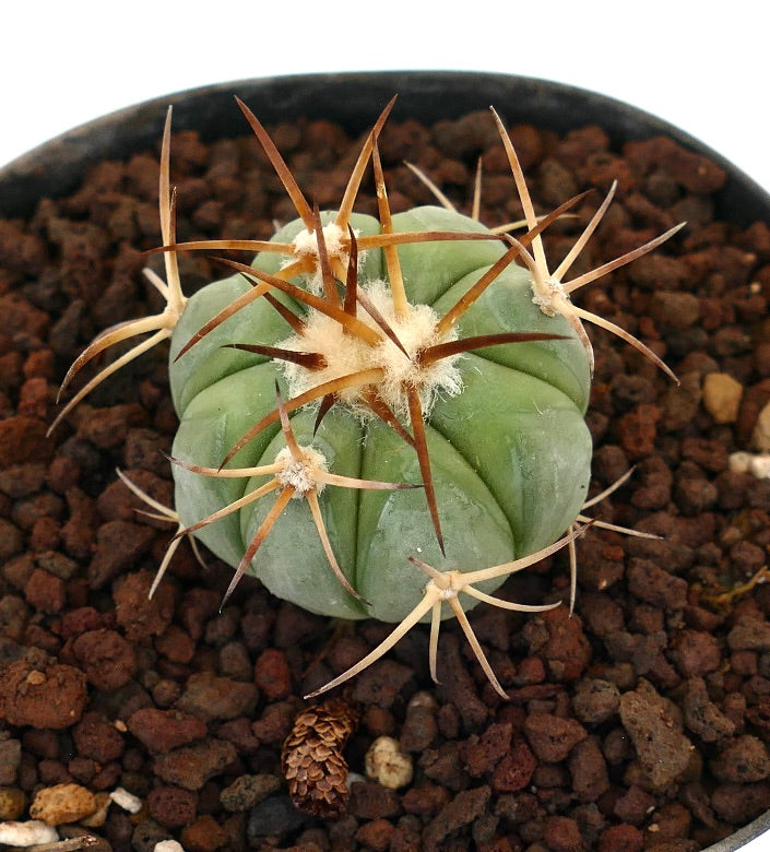 Echinocactus horizonthalonius piccolo cactus succulento rotondo con spine marroni prominenti e areole lanose