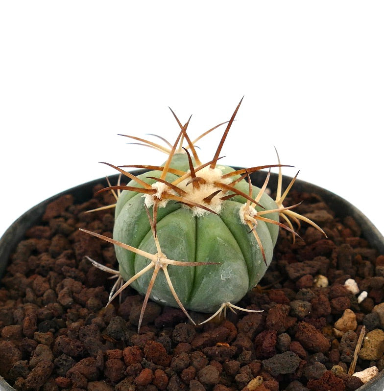 Echinocactus horizonthalonius piccolo cactus rotondo con spine marroni prominenti e corpo verde costoluto
