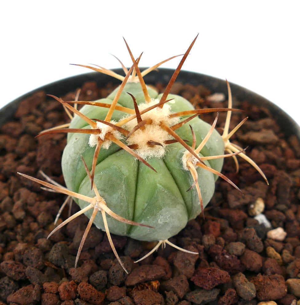 Echinocactus horizonthalonius piccolo cactus succulento rotondo con lunghe spine marroni e areole lanose