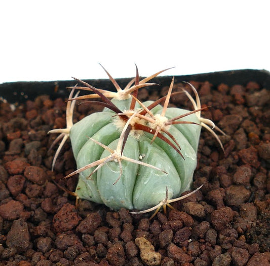 Echinocactus horizonthalonius piccolo cactus succulento con spine spesse e corpo verde costoluto