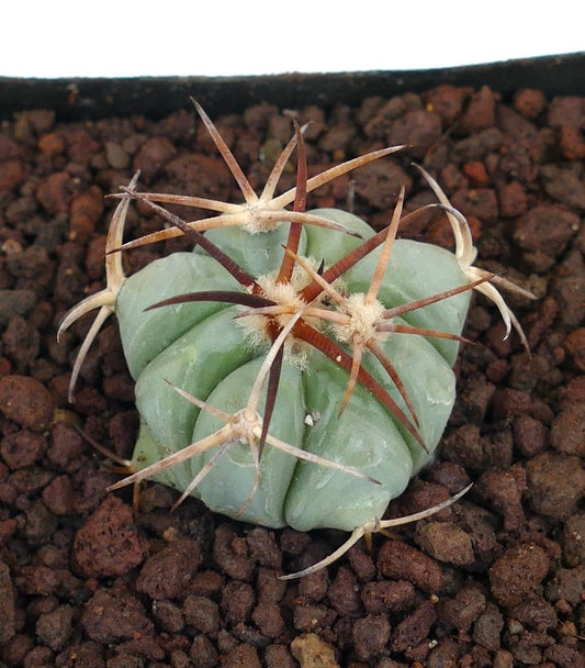 Echinocactus horizonthalonius piccolo cactus succulento con coste spesse e lunghe spine marroni