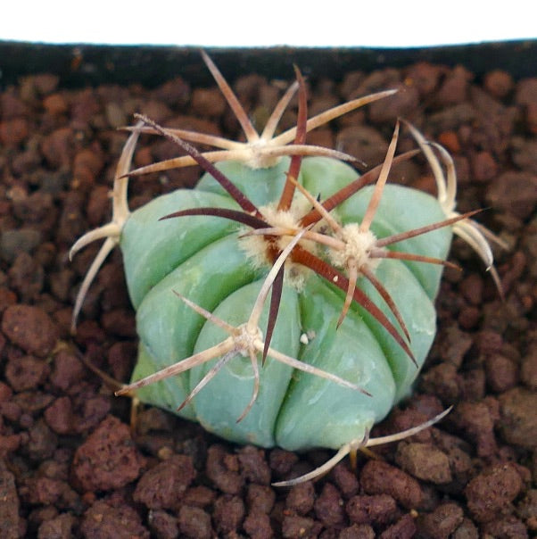 Echinocactus horizonthalonius piccolo cactus succulento con costolature spesse e lunghi spine marroni