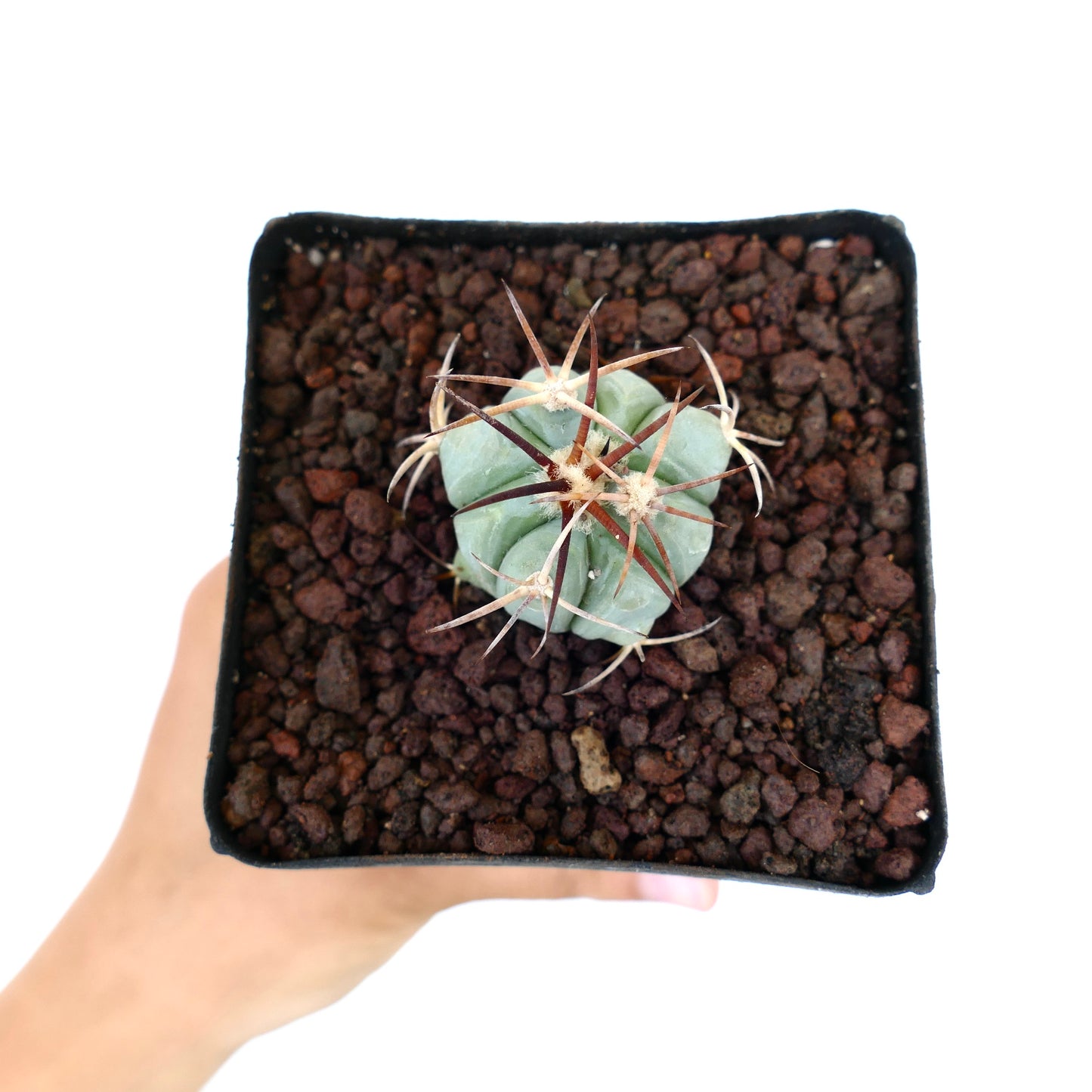 Echinocactus horizonthalonius piccolo cactus verde-blu con lunghe spine marroni curve in vaso