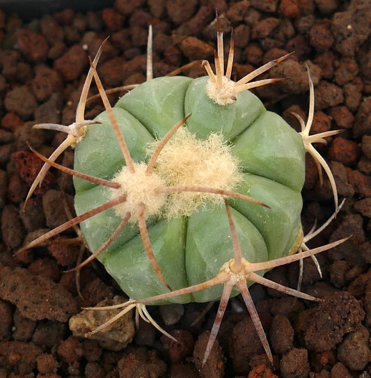Echinocactus horizonthalonius piccolo cactus rotondo con spine spesse e centro lanoso