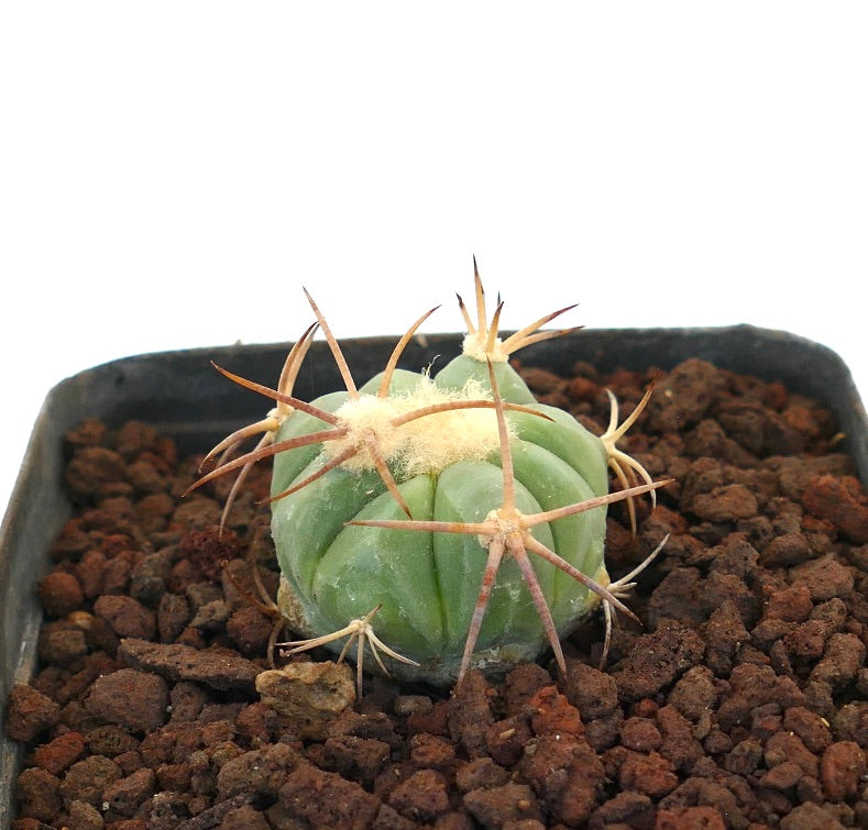 Echinocactus horizonthalonius piccolo cactus verde con lunghe spine marroni e areole lanose