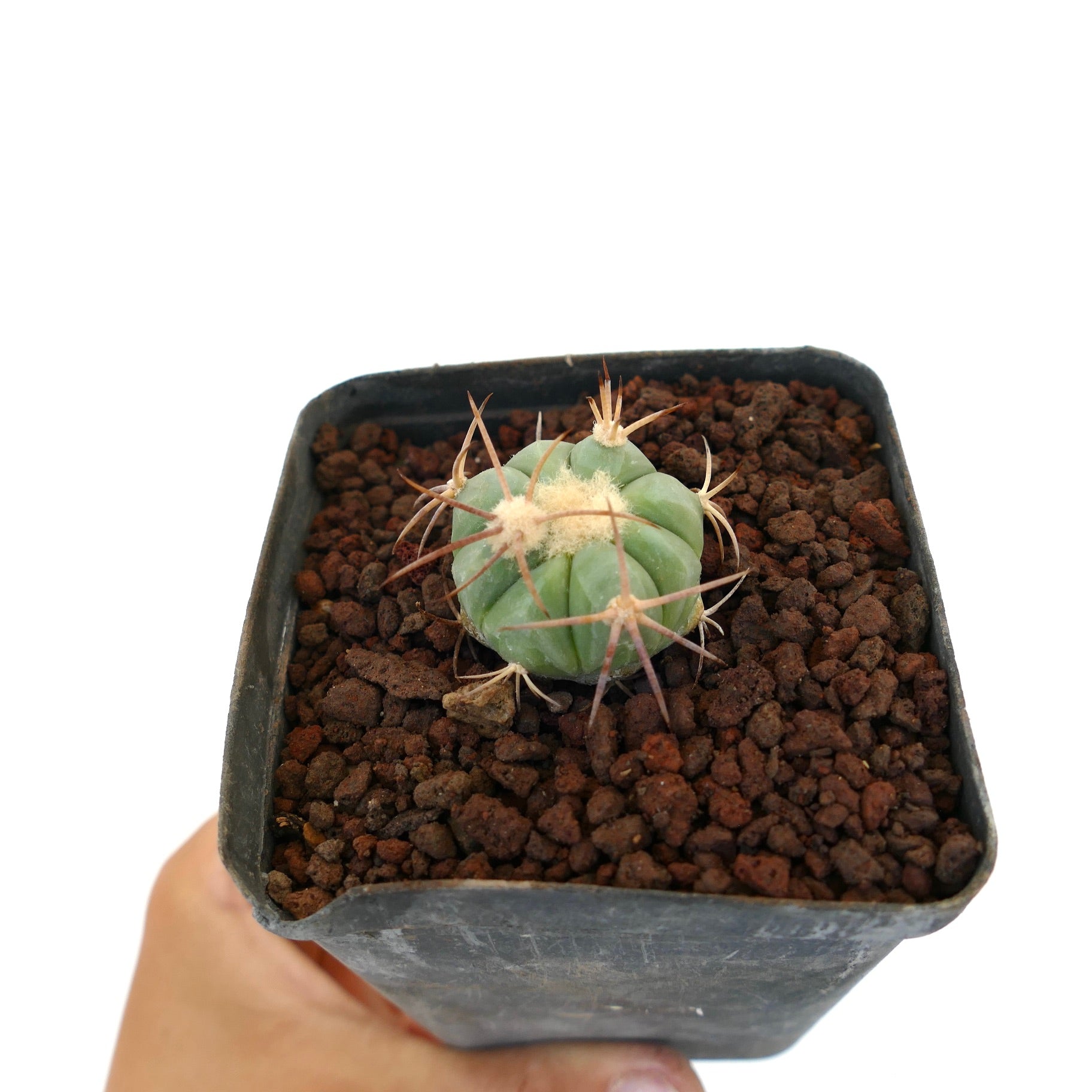 Echinocactus horizonthalonius piccolo cactus rotondo con spine lunghe evidenti e areole lanose in vaso
