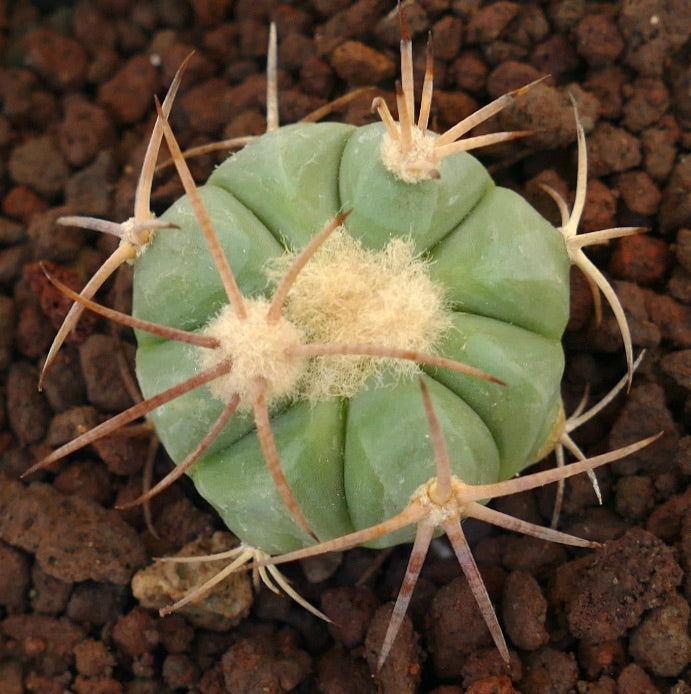 Echinocactus horizonthalonius piccolo cactus rotondo con spine lunghe e centro lanoso
