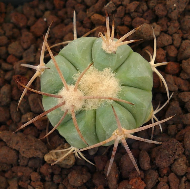 Echinocactus horizonthalonius piccolo cactus rotondo con spine spesse e areole lanose