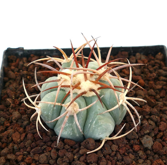 Echinocactus horizonthalonius, cactus succulento con coste spesse e lunghe spine curve nel terreno