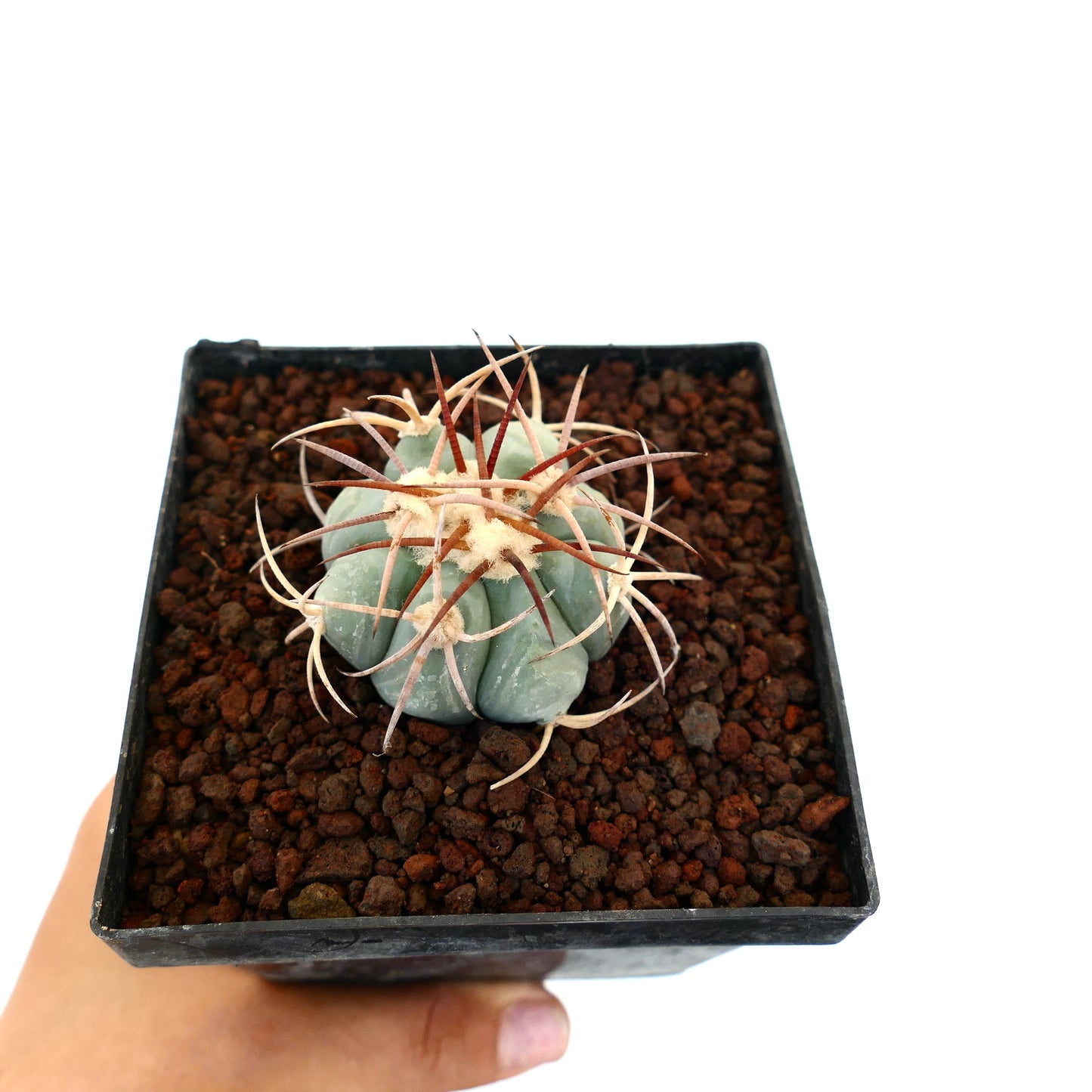 Echinocactus horizonthalonius piccolo cactus succulento con costolature spesse e lunghe spine curve in vaso