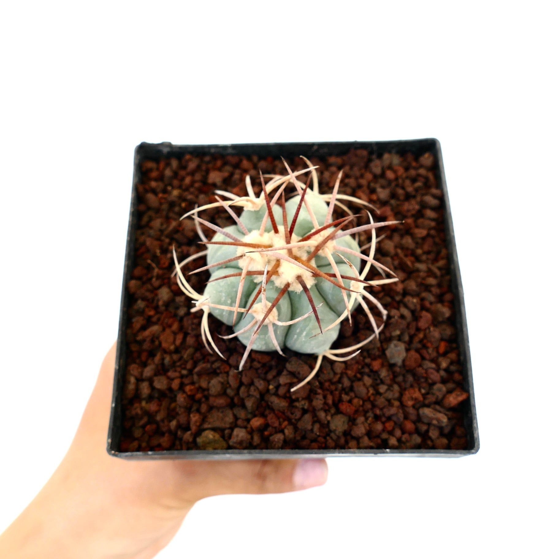 Echinocactus horizonthalonius piccola pianta succulenta a forma di cactus con spine spesse in vaso nero