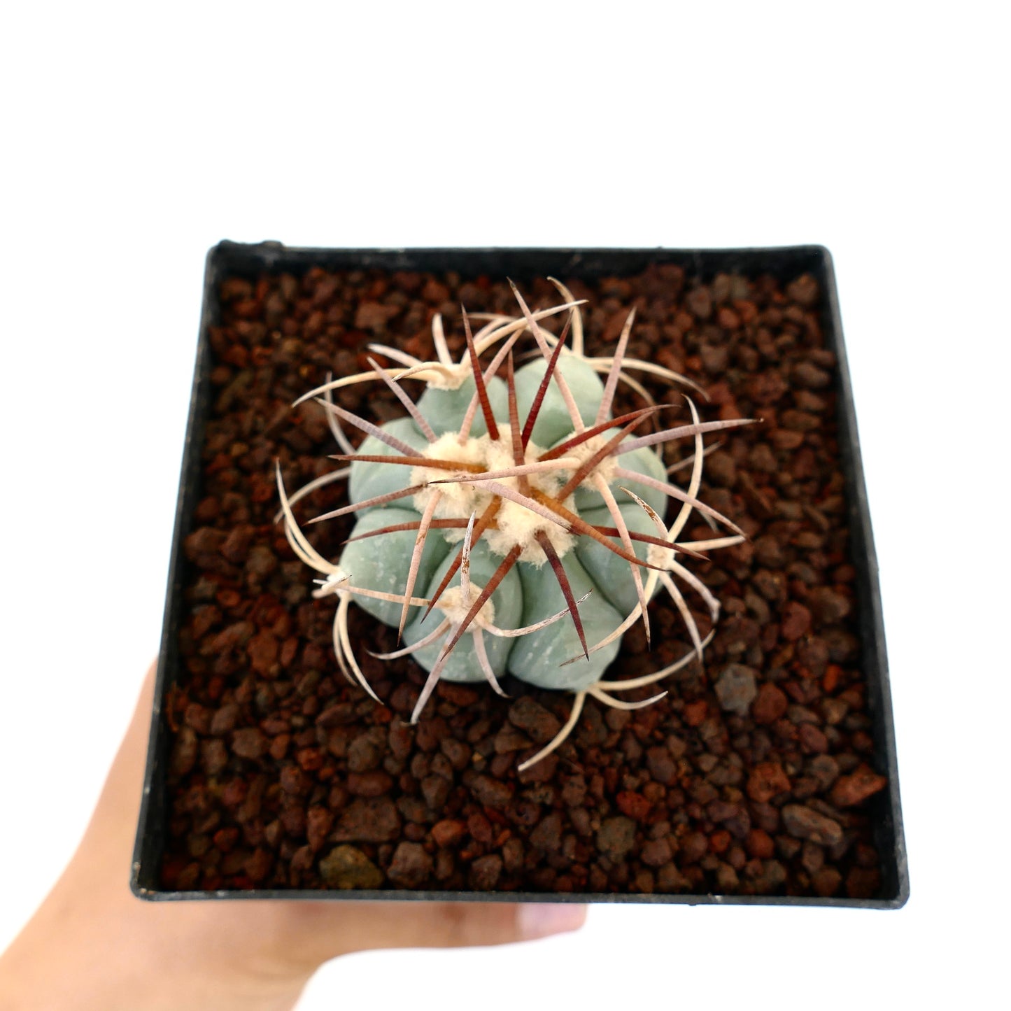 Echinocactus horizonthalonius piccolo cactus succulento con spine spesse e areole lanose in vaso