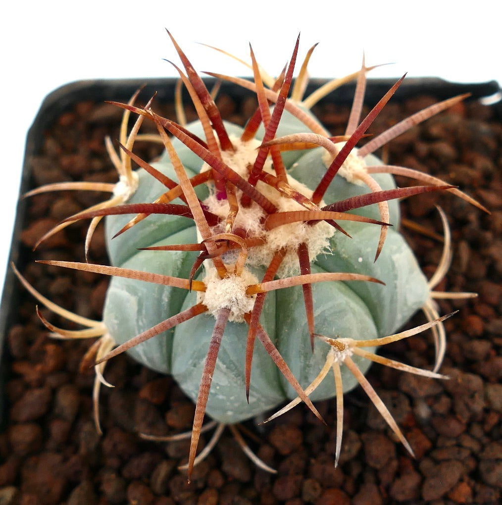 Echinocactus horizonthalonius, cactus succulento con costolature spesse e spine rossastre prominenti