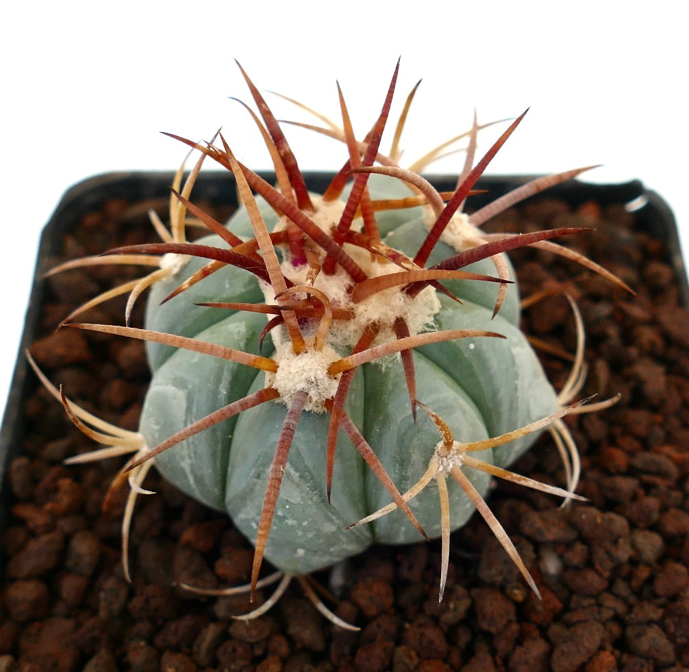 Echinocactus horizonthalonius cactus succulento con costolature spesse e lunghe spine rossastre in vaso