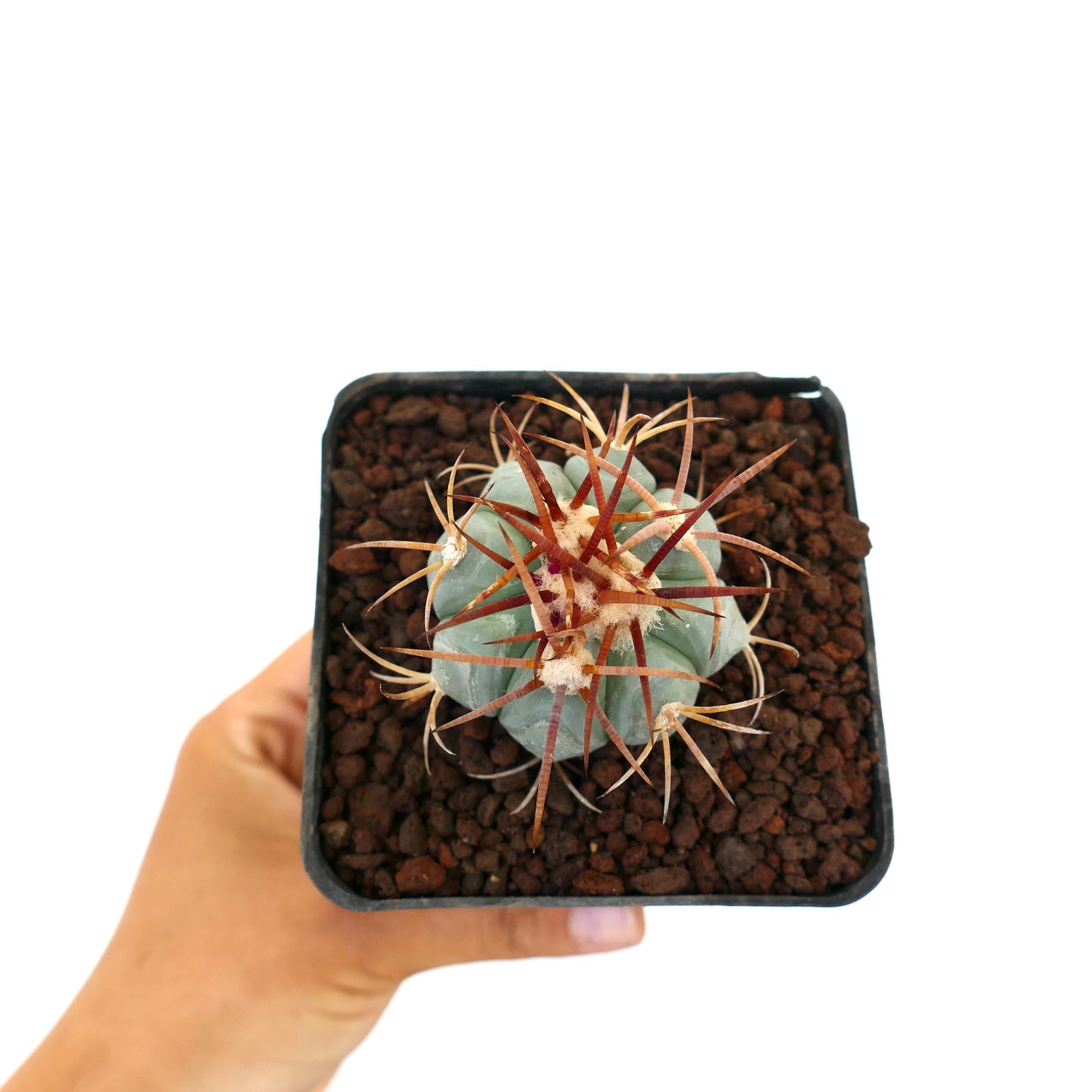 Echinocactus horizonthalonius piccolo cactus blu-verde con lunghe spine rossastre in vaso