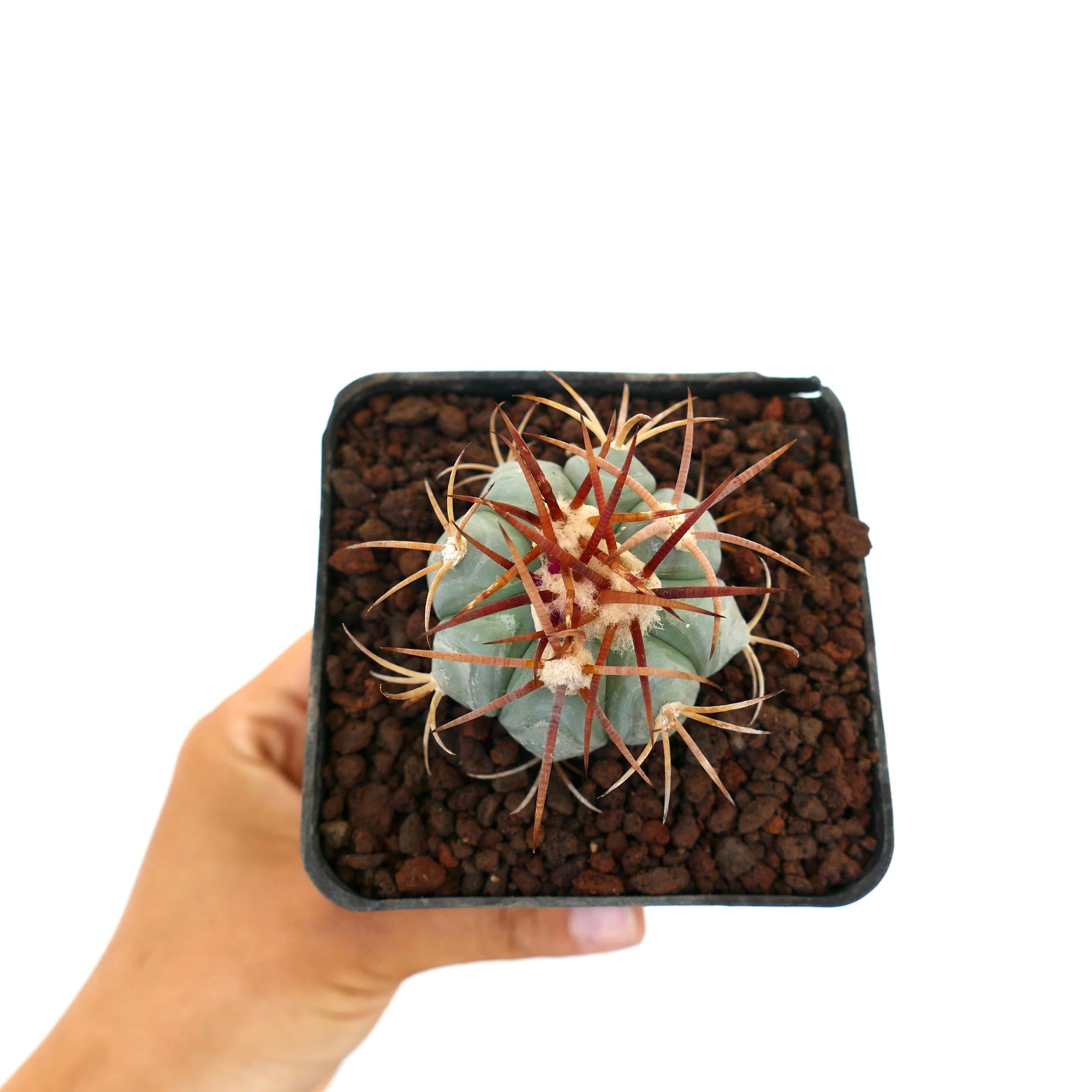 Echinocactus horizonthalonius piccolo cactus blu-verde con lunghe spine rossastre in vaso