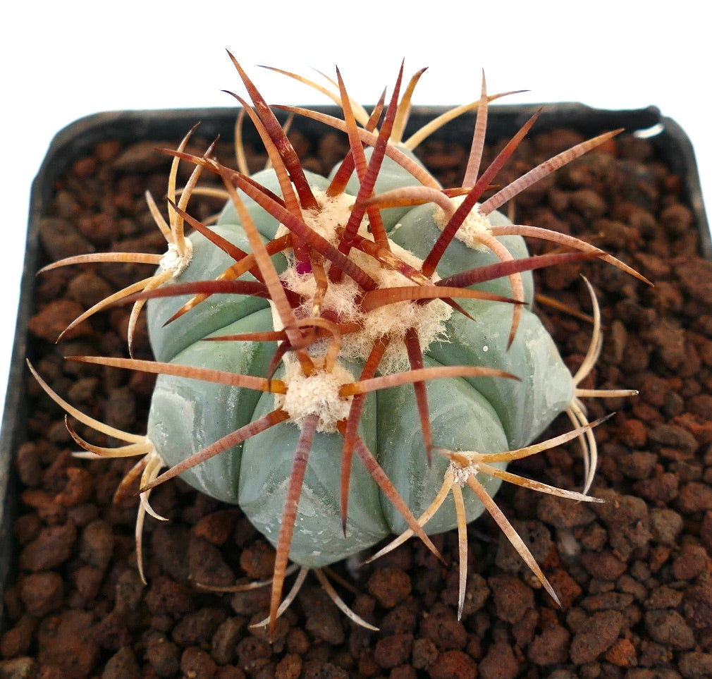 Echinocactus horizonthalonius, cactus succulento con corpo blu-verde e lunghe spine rossastre