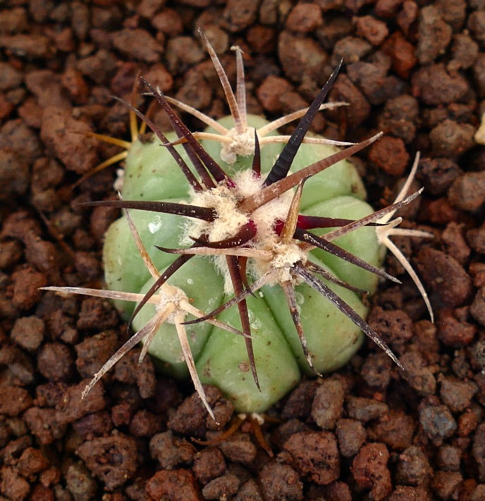 Echinocactus horizonthalonius piccolo cactus succulento con spine spesse e corpo verde arrotondato